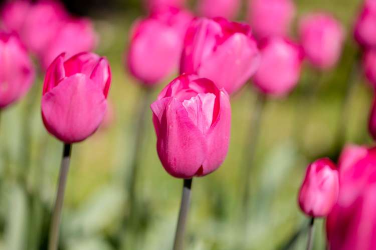 Tulpan 'Don Quichotte'